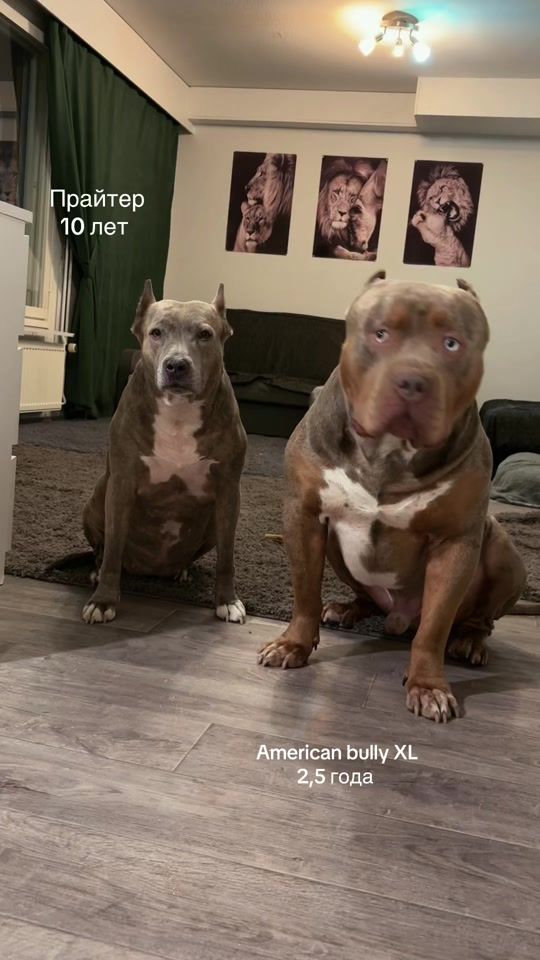 TikTok video thumbnail by matrang_dogs