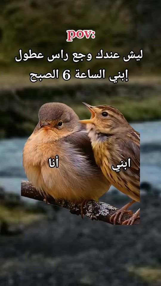 TikTok video thumbnail by salamomar97