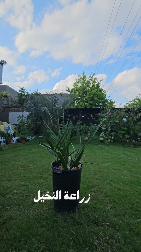 TikTok video thumbnail by kooryq