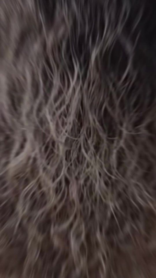 TikTok video thumbnail by wandaheitor
