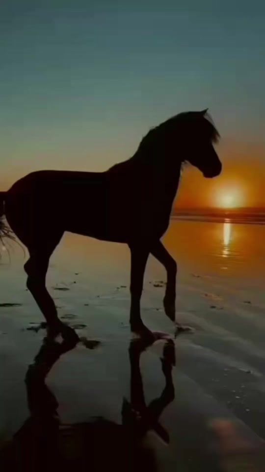 TikTok video thumbnail by mo.hamed.77