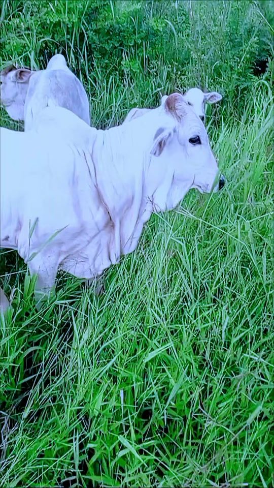 TikTok video thumbnail by umar_aboki