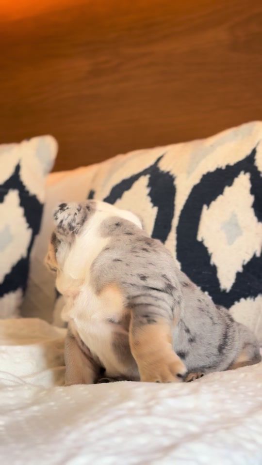 TikTok video thumbnail by jessalmazanthepuppyhouse