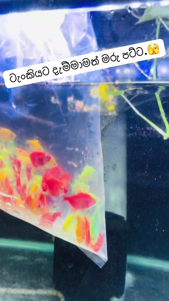 TikTok video thumbnail by saaquarium