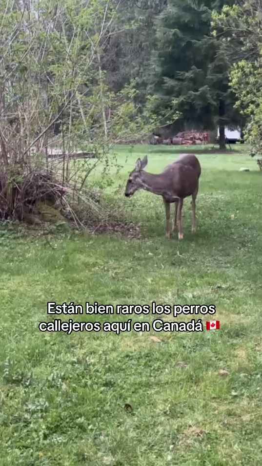 TikTok video thumbnail by stephaniecomon