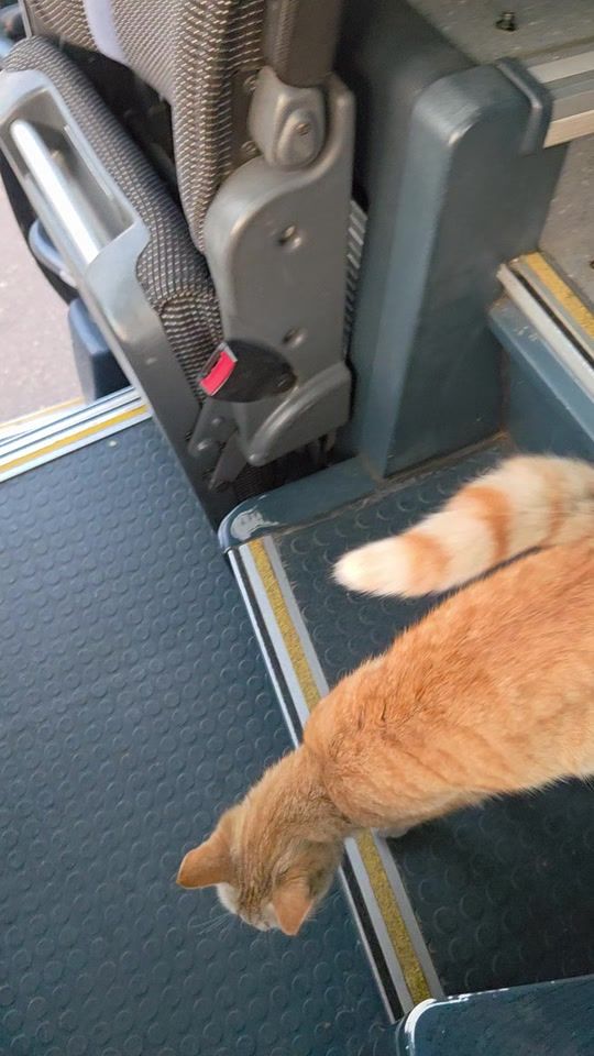 TikTok video thumbnail by vizz.transport