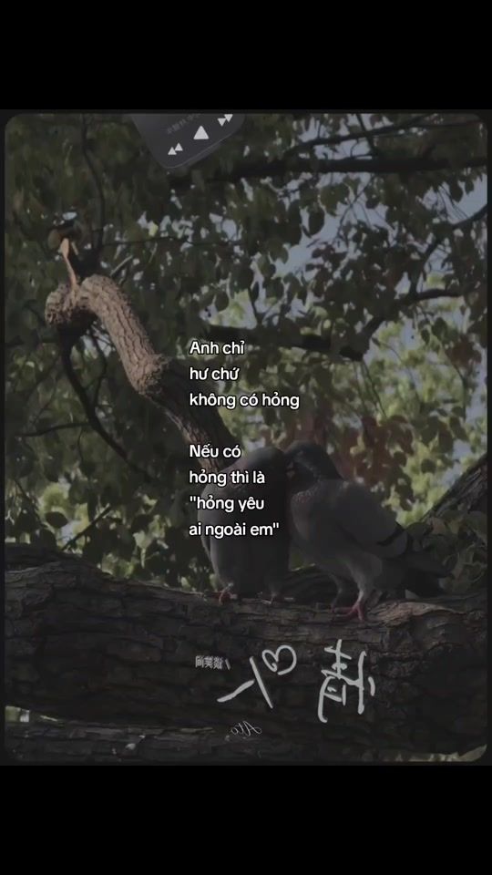 TikTok video thumbnail by _n.t.nhuttam