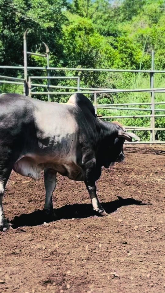 TikTok video thumbnail by mfcfarming