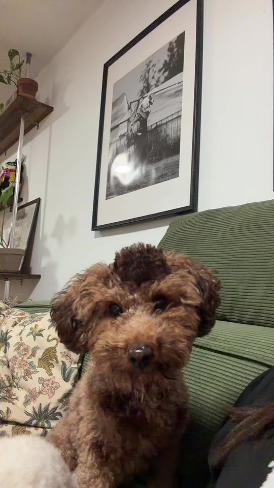 TikTok video thumbnail by ophir_dogtrainer