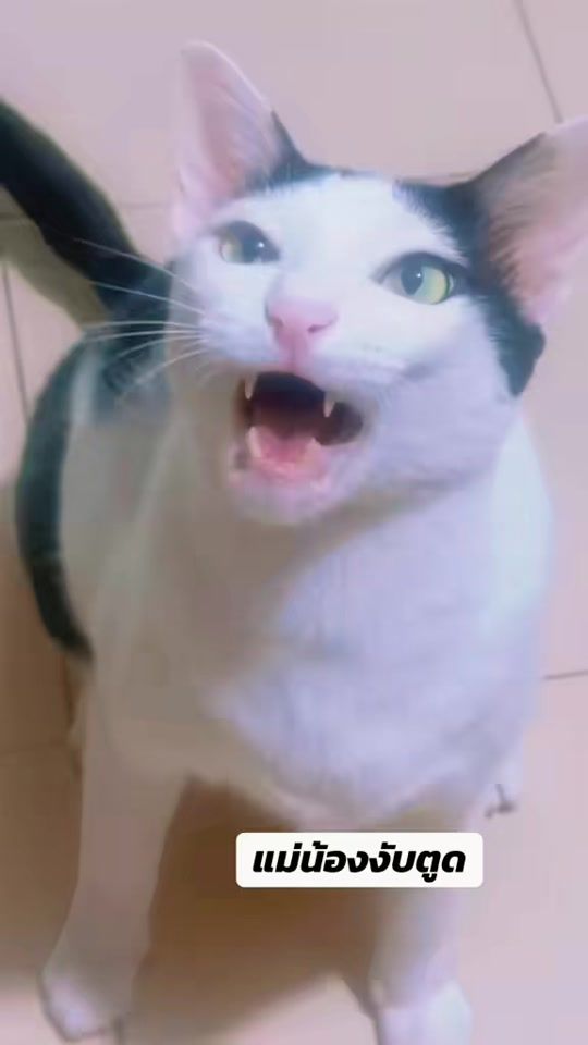 TikTok video thumbnail by nuttarichut