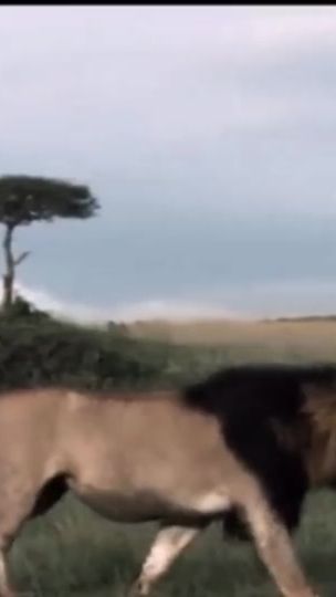 TikTok video thumbnail by mapogo.coalition