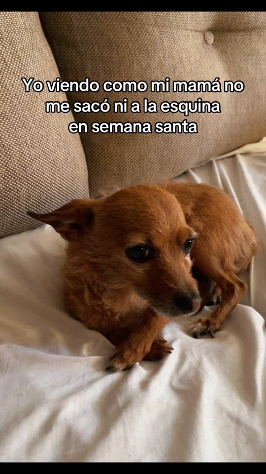 TikTok video thumbnail by tyson.chihuahua