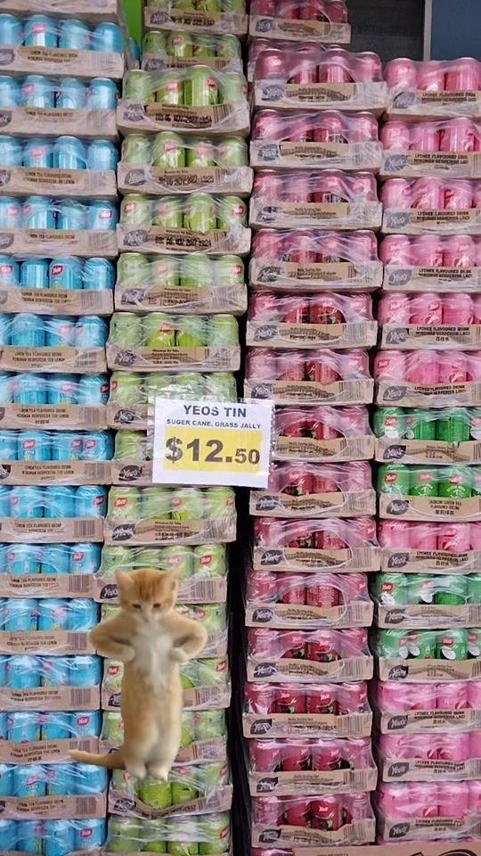 TikTok video thumbnail by green80344