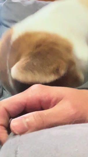 TikTok video thumbnail by shun.siuba