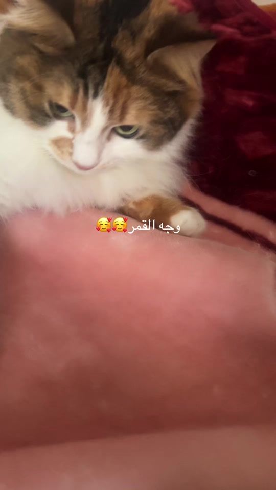 TikTok video thumbnail by mahaafahs