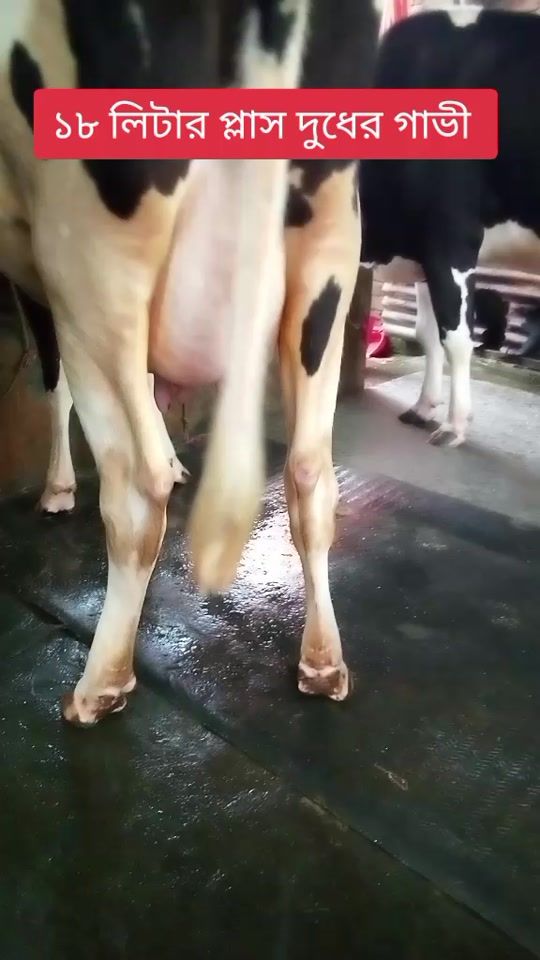 TikTok video thumbnail by cattle_gellary