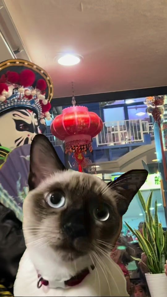 TikTok video thumbnail by hamadataichi3