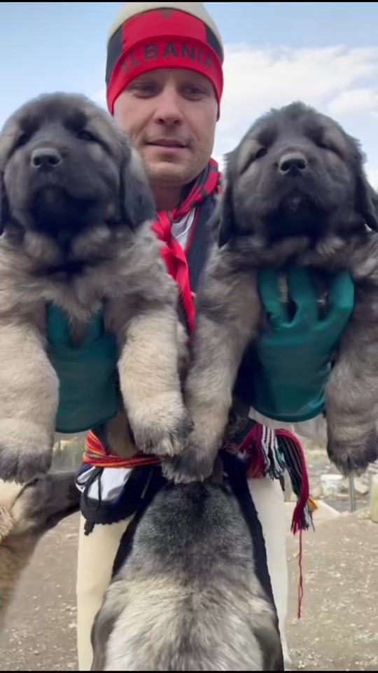 TikTok video thumbnail by dritani_deltari_ilir