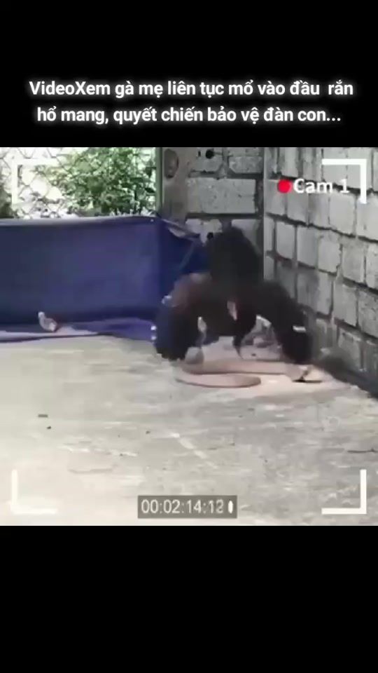 TikTok video thumbnail by yeuem230k