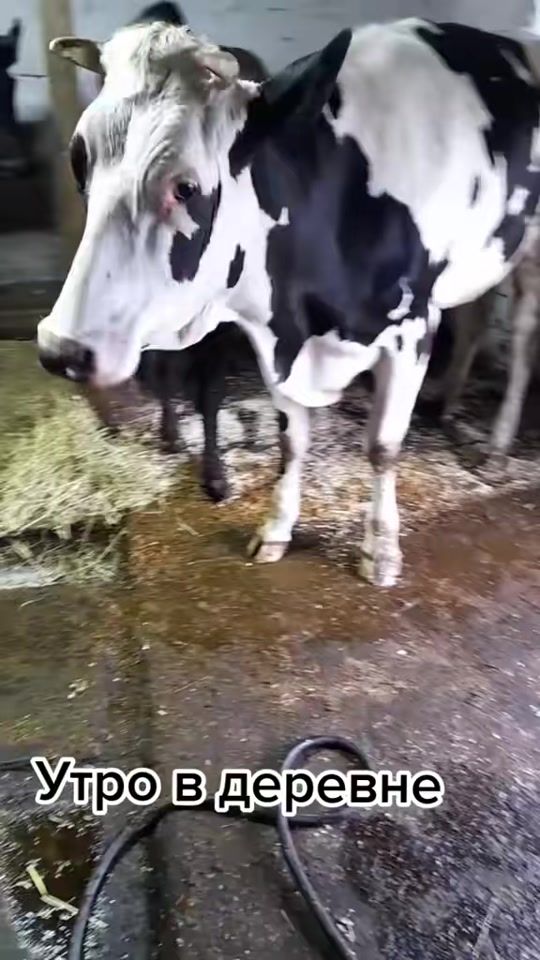 TikTok video thumbnail by iuliia_585