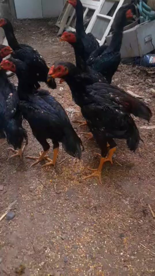 TikTok video thumbnail by dilshod0680