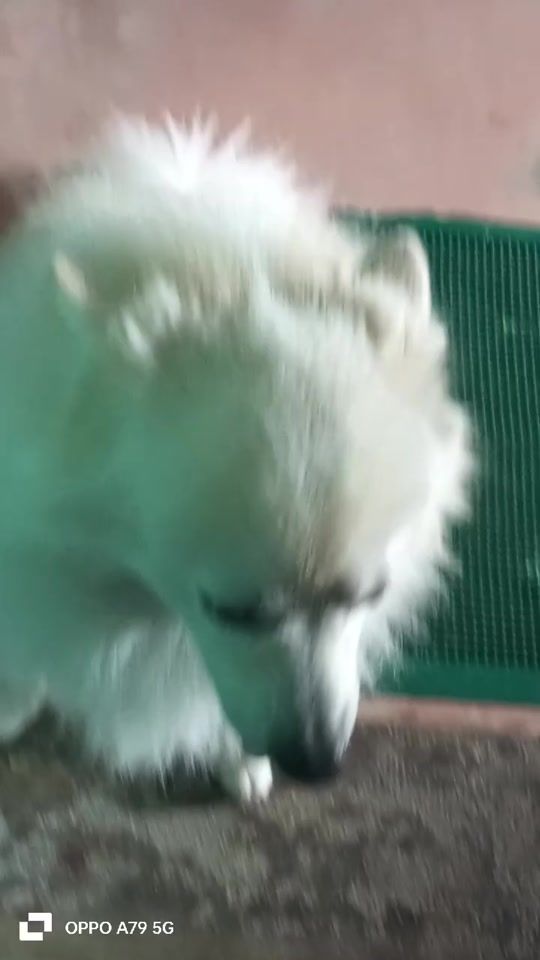 TikTok video thumbnail by madanraya4191