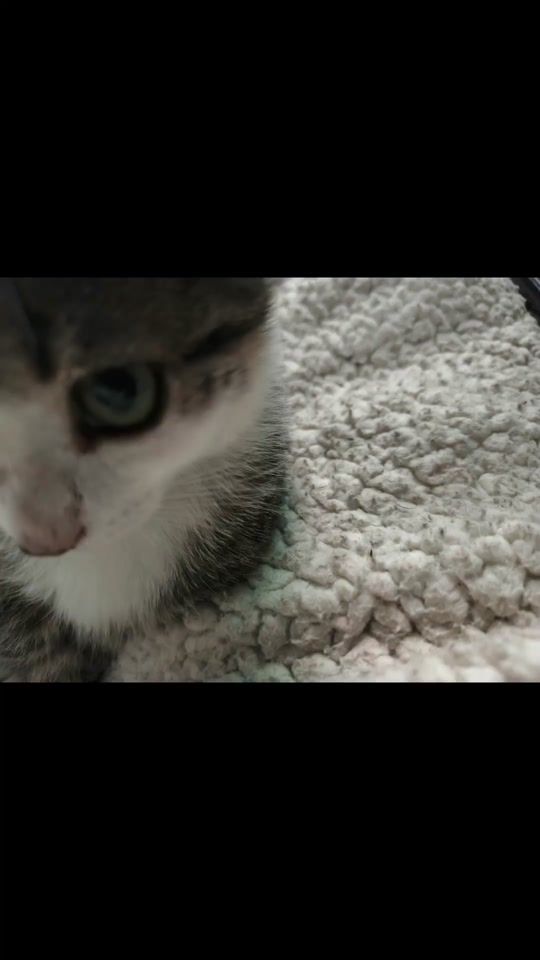 TikTok video thumbnail by volvi_rony