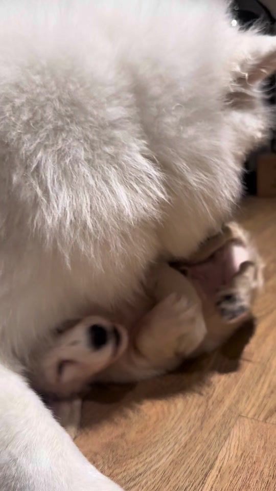 TikTok video thumbnail by nonniepk