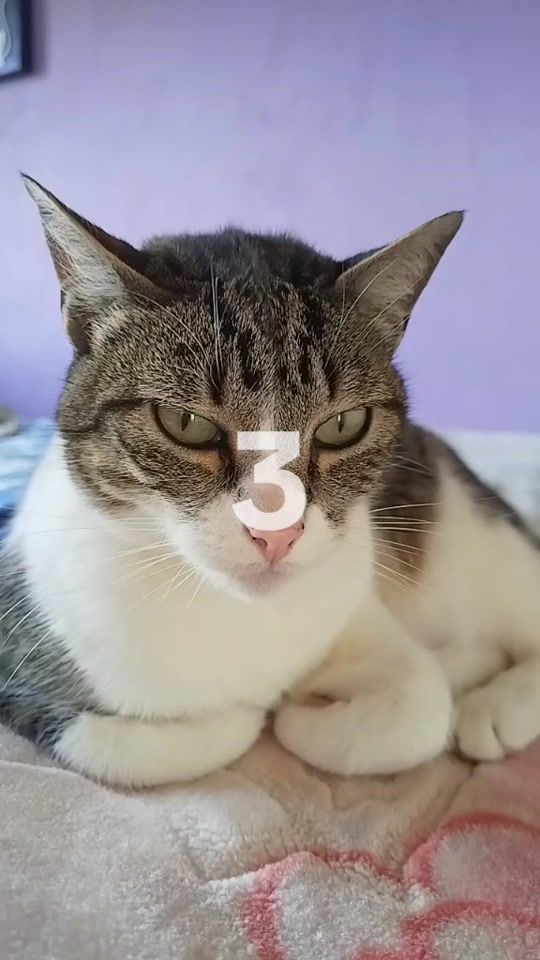 TikTok video thumbnail by edilmabolivar0
