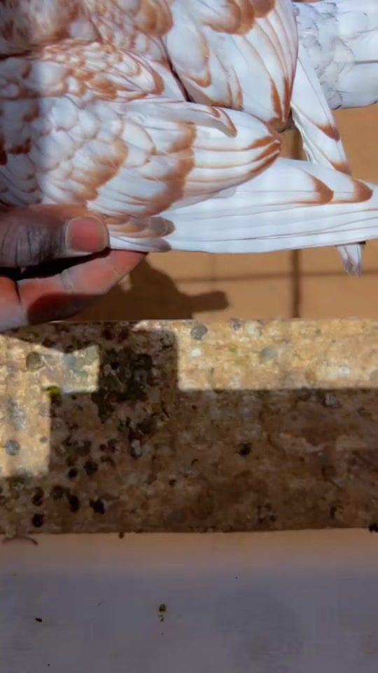 TikTok video thumbnail by terangaelevage0