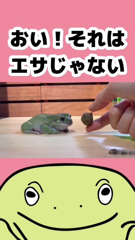 TikTok video thumbnail by mushi_frog