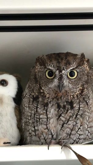 TikTok video thumbnail by kuuowl