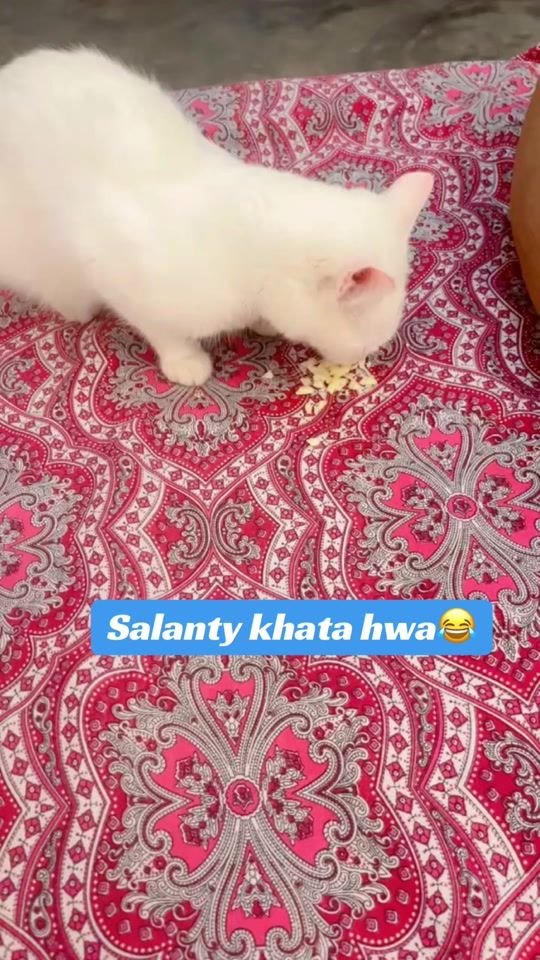 TikTok video thumbnail by muezza12341
