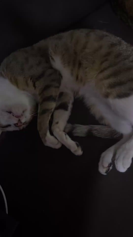 TikTok video thumbnail by suemaabdul