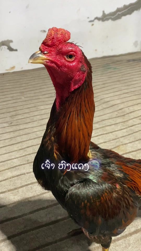 TikTok video thumbnail by zaiy767614