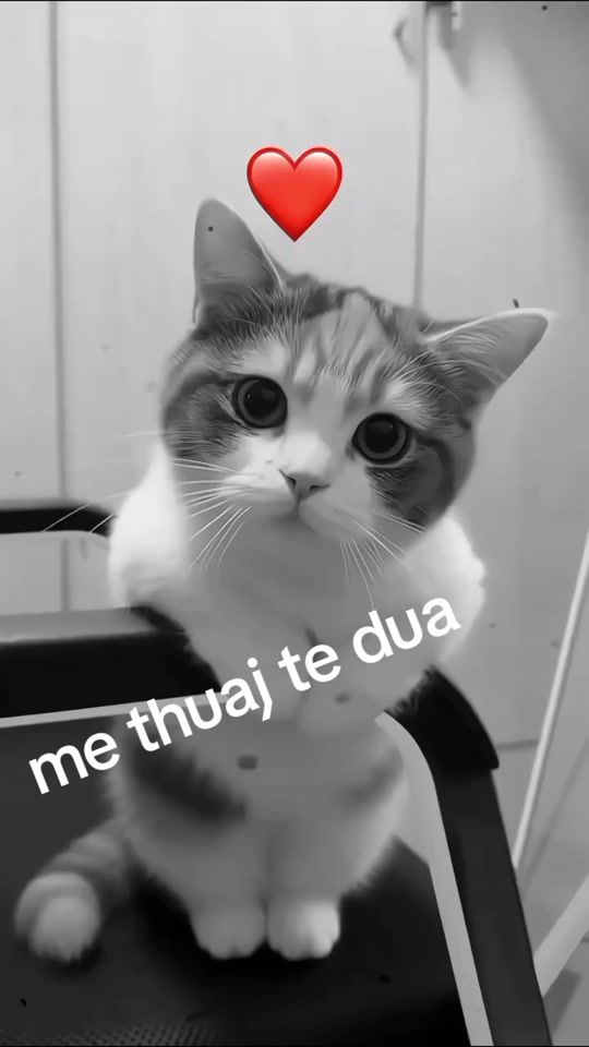 TikTok video thumbnail by methuajtedua