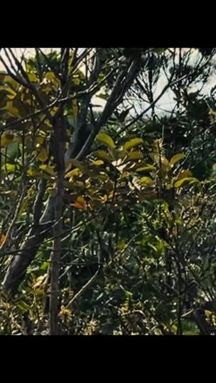 TikTok video thumbnail by _mveeraash_