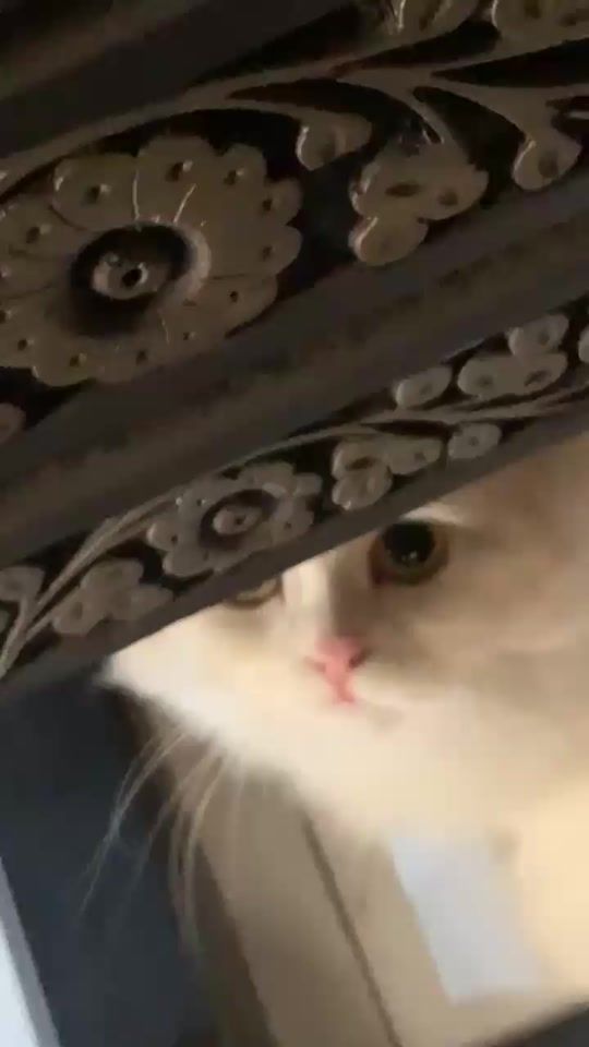 TikTok video thumbnail by ikramyos4dg