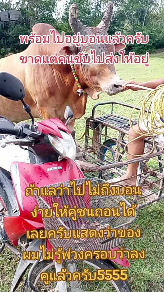 TikTok video thumbnail by user21084081580883