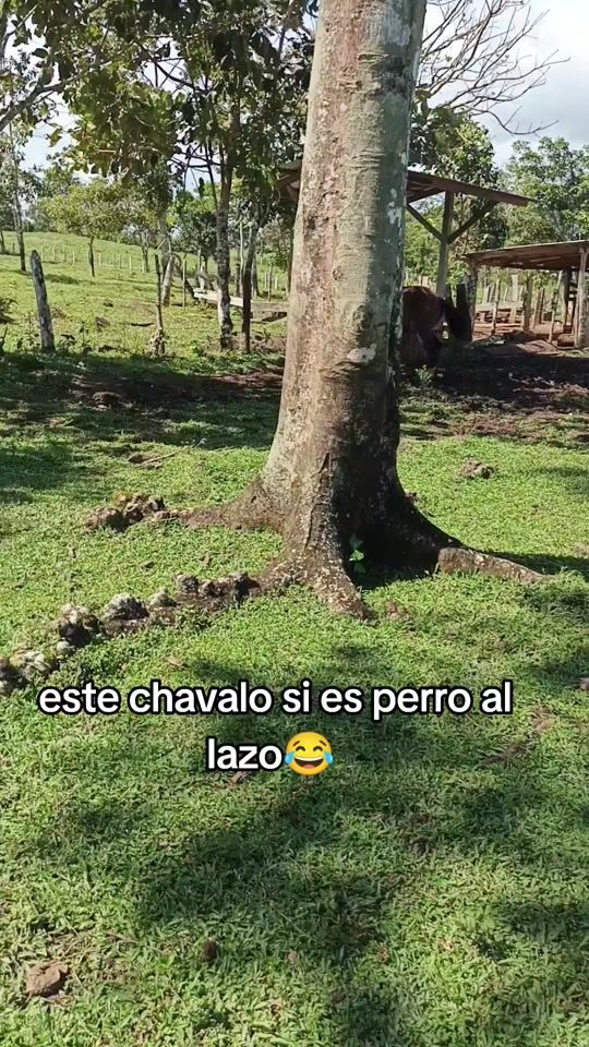 TikTok video thumbnail by el_matagigante