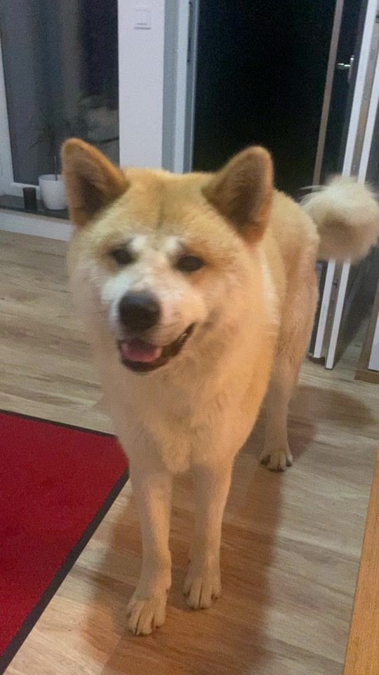 TikTok video thumbnail by akita.bruno