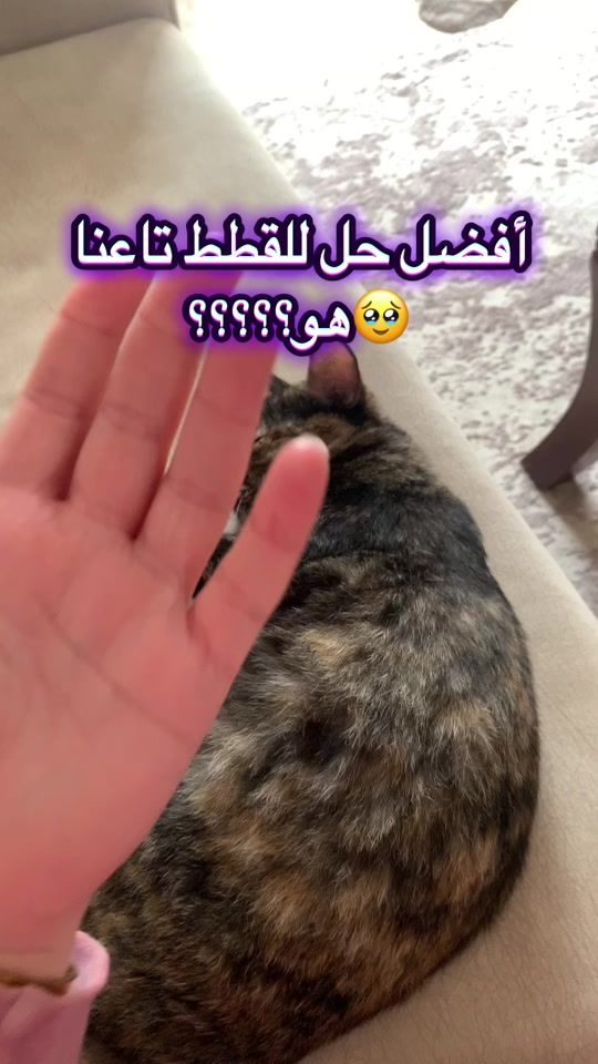 TikTok video thumbnail by fella_and_cats