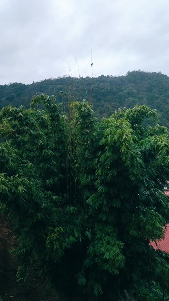 TikTok video thumbnail by wangchuk021