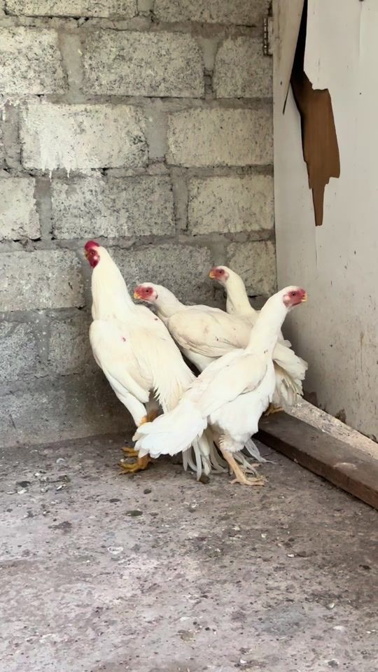 TikTok video thumbnail by wattala_parrotbeak