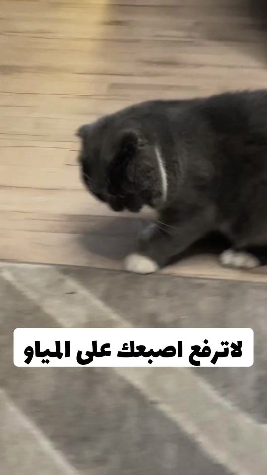 TikTok video thumbnail by rico741