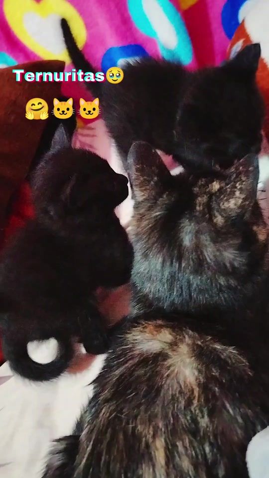 TikTok video thumbnail by lit33673