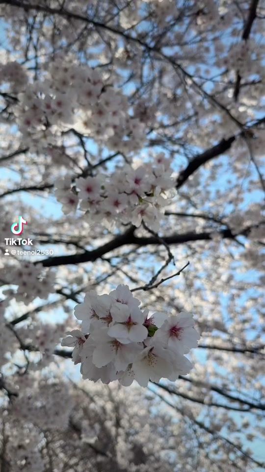 TikTok video thumbnail by teenoi2530