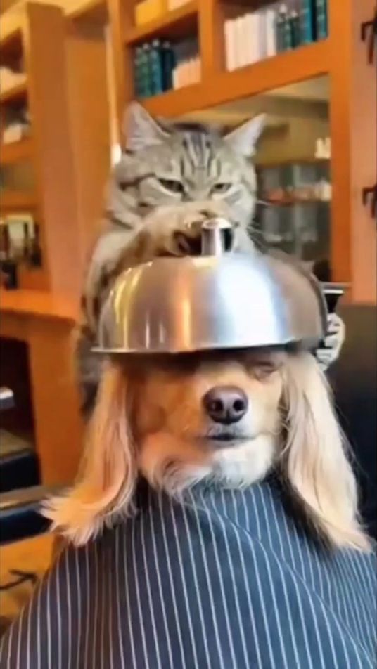 TikTok video thumbnail by kisofa_og