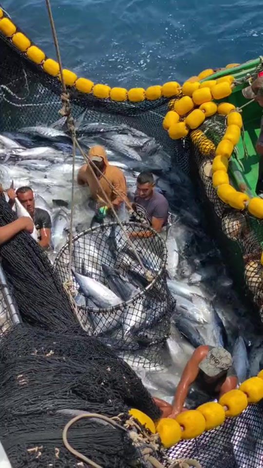 TikTok video thumbnail by hamido_rayse