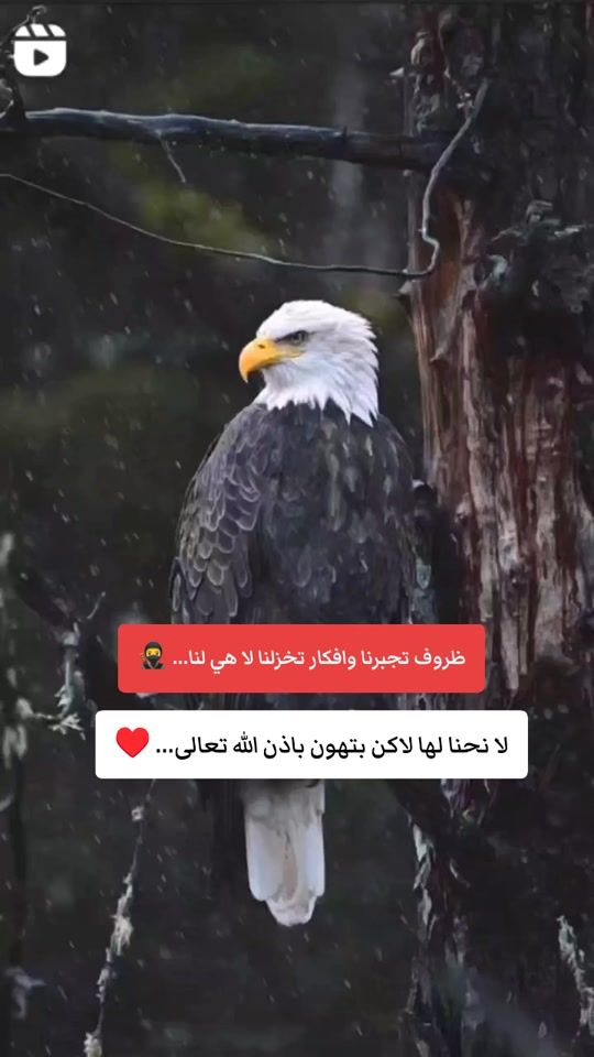 TikTok video thumbnail by 511.d249